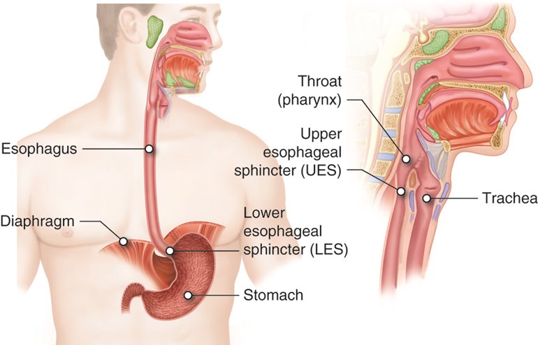 Upper GI VIVAS