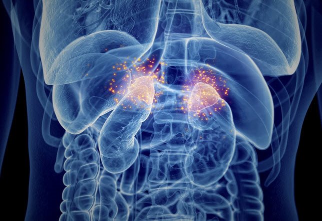  The low down of the adrenal glands