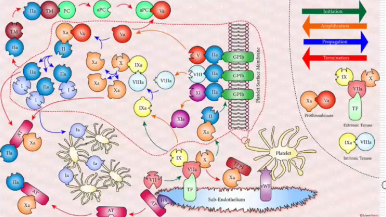 Polytrauma: Acute acquired mitochondrial disease