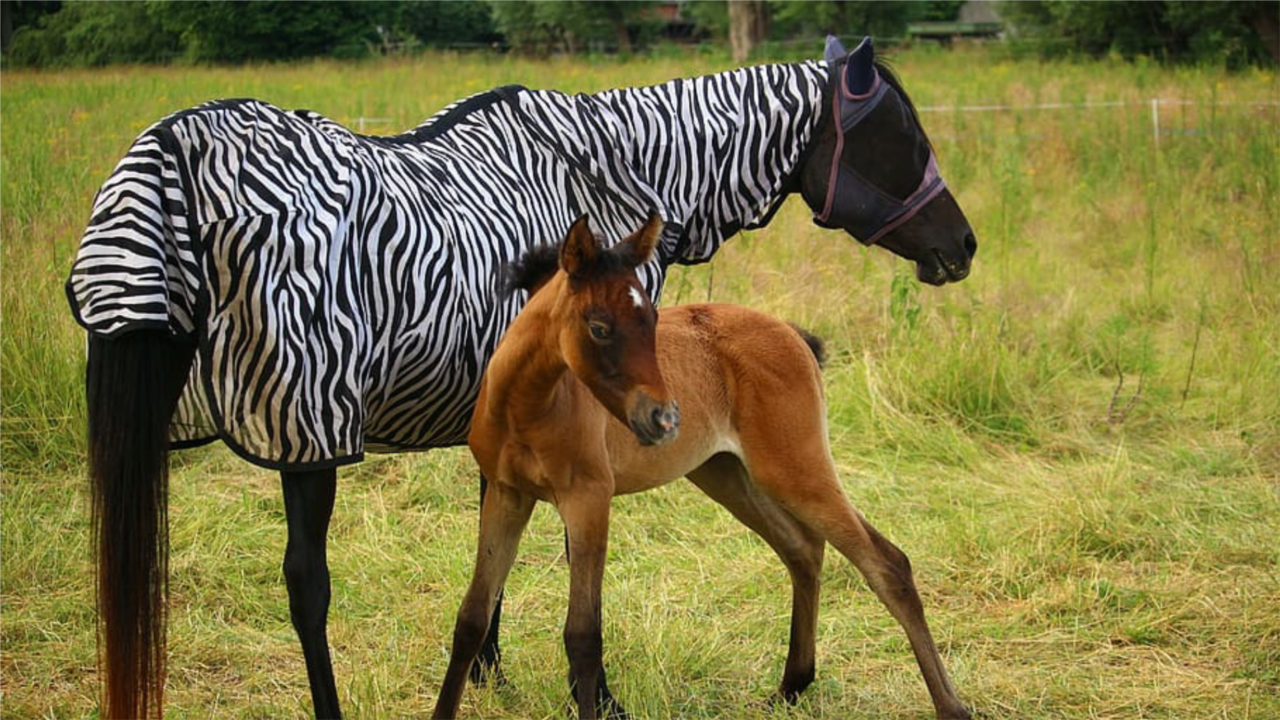 Horses not zebras: Amyloidosis